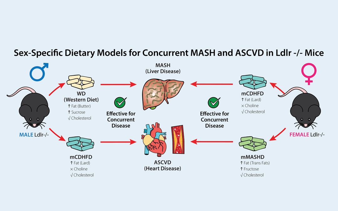 Translational Modeling of Concurrent MASH and ACD in Both Sexes