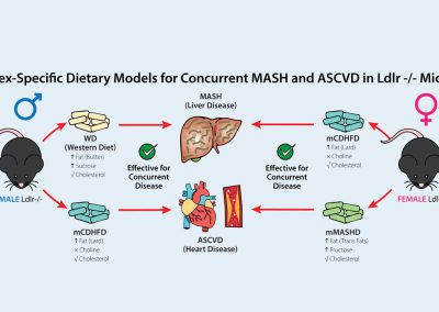 Translational Modeling of Concurrent MASH and ACD in Both Sexes